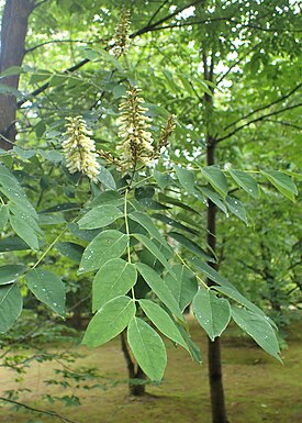 Маакия гупейская (Maackia hupehensis)