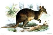 Brown pademelon