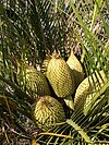 pollen cones of Macrozamia riedlei