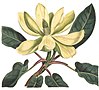 Magnolia fraseri, named for John Fraser