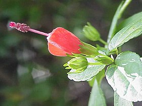 Malvaviscus arboreus