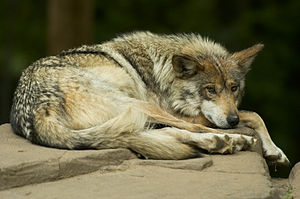 Mexican Gray Wolf, Minnesota Zoo