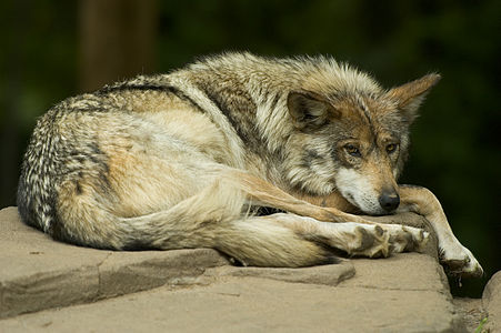 Mexican wolf, by April M. King