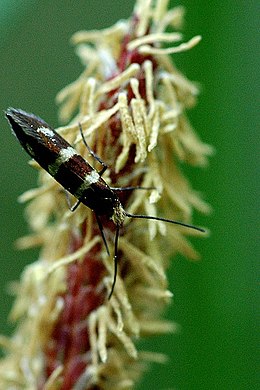 Micropterix aureatella