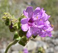 Мирабилис беловатый (Mirabilis albida)