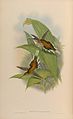 Zimtrot-Schattenkolibris (Phaethornis pretrei) gemalt von John Gould und Henry Constantine Richter