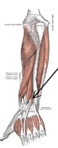 Posterior surface of the forearm. Deep muscles.