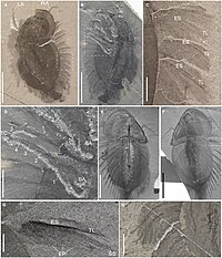 Fossils of Naraoia compacta (Nektaspida)