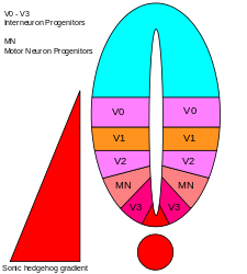 Depiction of domains of the ventral neuronal cell types in the neural tube