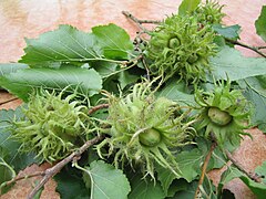 Noisettes de Byzance avec leurs involucres hirsutes.