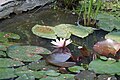 Nymphaea alba