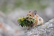 Brown pika with plants in its mouth