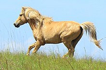 Petit cheval couleur jaune-crème au galop, vu de profil.