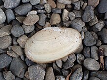 The off-white shell of a lone specimen of Paphies australis sitting on a background of grey pebbles