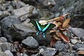 P. blumei ssp. blumei fotografado em seu habitat, nas Celebes Centrais (Sulawesi).