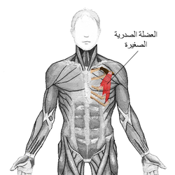 لفافة ترقوية صدرية