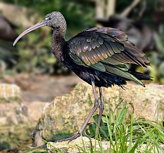 Glossy ibis, by Aka (edited by Debivort)