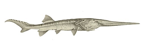 The Chinese paddlefish, once common to the Yangtze River, has gone extinct due to overfishing and dam construction