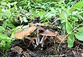 Psilocybe caerulescens from forest floor