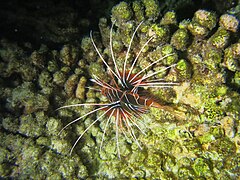 Un poisson-scorpion rayonné (Pterois radiata)