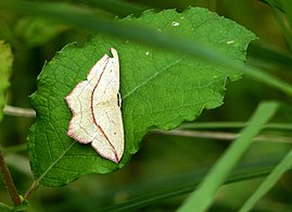 Ampferspanner (Timandra comae)