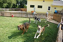 Several dogs running on grass surrounded by a fence.
