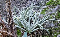 Growing in habitat