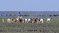 Image 29Man on donkey herding goats in a dry river bed (from Economy of Botswana)