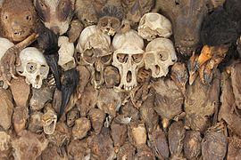 Skulls at Akodessawa Fetish Market