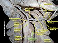 Longus colli muscle