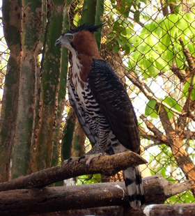 Espécime no zoológico da Universidade Federal do Mato Grosso, Cuiabá, Brasil