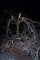 Tree split apart under the weight of ice on its branches in Siloam Springs, Arkansas.