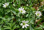 Stellaria ruscifolia