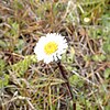 S. vahlii: Photograph of Symphyotrichum vahlii taken 14 January 2019 at East Falkland, Falkland Islands.