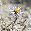 S. yukonense: Symphyotrichum yukonense observed 4 August 2023 in Yukon, Canada