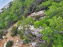 Tête de la cheminée rampante sud à Callelongue, 50m à gauche du sentier du sémaphore