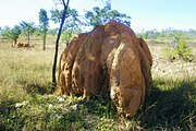 . This termite mound is about three meters in height and four meters across. The mound chimneys are about a meter in diameter and fuse together to form a rounded top.