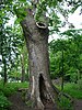 An old beech tree with its branches removed. The bark is streched and warped, with a rough texture