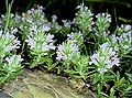 Thymus spinulosus