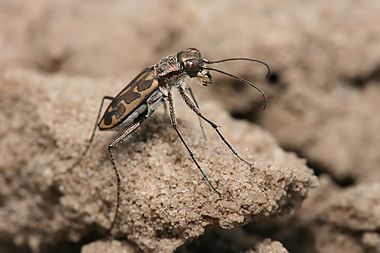 Tiger beetle