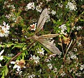 Tipula paterifera.