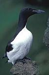 Guillemot de Brünnich