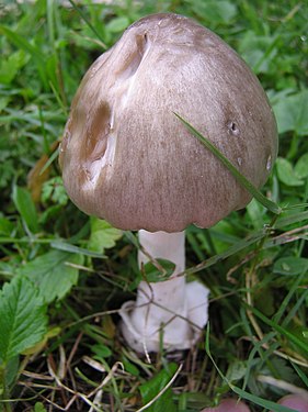 Volvopluteus gloiocephalus