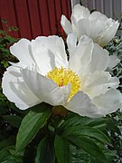 Paeonia lactiflora 'White Wings' Fleur simple.