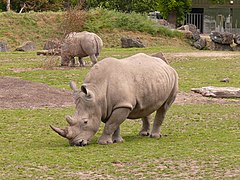 White rhinoceros (Ceratotherium simum)