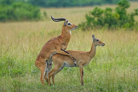 Ugandan kobs mating, by Giles Laurent