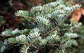 Atypical A. alba foliage from Dinaric calcareous fir forests on Mt. Orjen