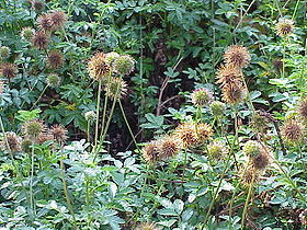 Acaena novae-zelandiae