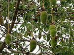 大猴麵包果 Grandidier's baobab