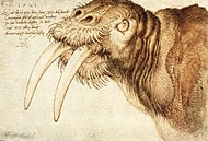 Albrecht Dürer - Drawing of a walrus, 1521